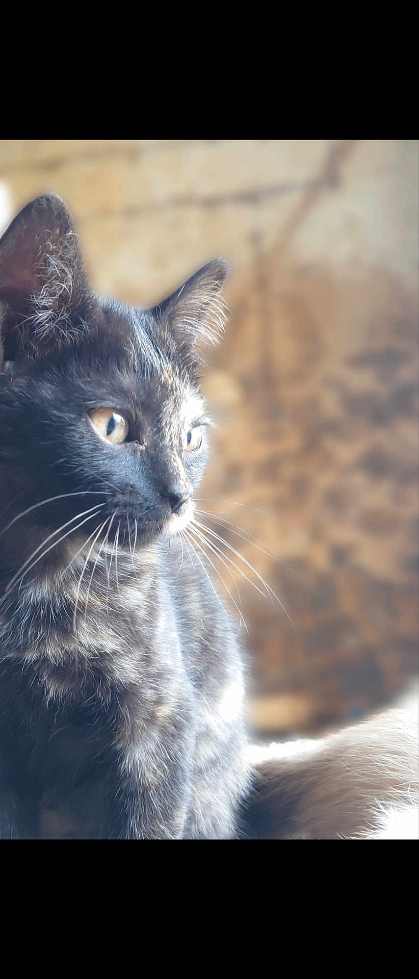 Seya participe au concours pour gagner de l'argent avec cette photo : cat, tortoiseshell, close_up, animal, pet, whiskers, feline, fur, portrait, looking_away, side_view, indoor, soft_light, curious, ears, eyes, mammal, domestic_animal, focus, natural_light