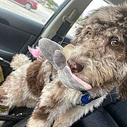 Sika joined the competition — help win amazing prizes! animal, brown, canine, car_interior, car_seat, closeup, collar, curly_fur, cute, dog, furry, indoor, parking_lot, pet, plush_toy, seat, seatbelt, toy, white, window