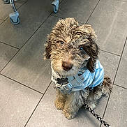 Sika is registered to the contest to win money with this photo: dog, puppy, curly_fur, sweater, leash, tile_floor, indoor, pet, brown_fur, blue_eyes, cute, small_dog, seated, looking_up, collar, metal_chair, wheels, floor_tiles, animal, domestic_animal