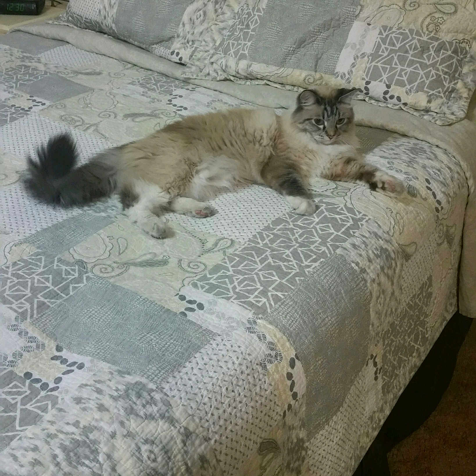 Cacho