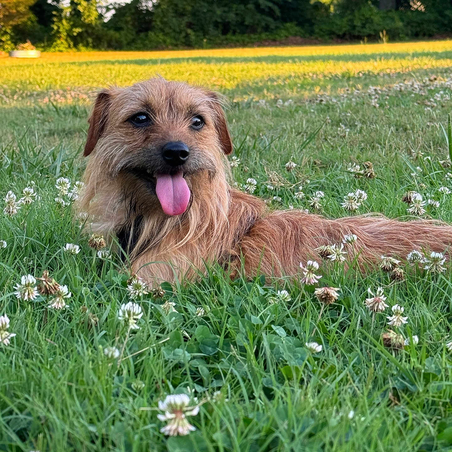 Hank is registered to the contest to win money with this photo: animal, canine, clover, daylight, dog, field, flower, grass, greenery, happy, nature, outdoor, park, pet, relaxed, scruffy, summer, sunlight, tongue_out, trees