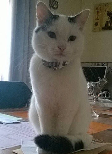 Lilie a rejoint le concours — aidez-le/la à gagner de superbes lots ! balinese, carnivore, cat, cat_supply, comfort, domestic_short_haired_cat, fawn, felidae, fur, paw, pet_supply, picture_frame, small_to_medium_sized_cats, snout, tableware, tail, thai, whiskers