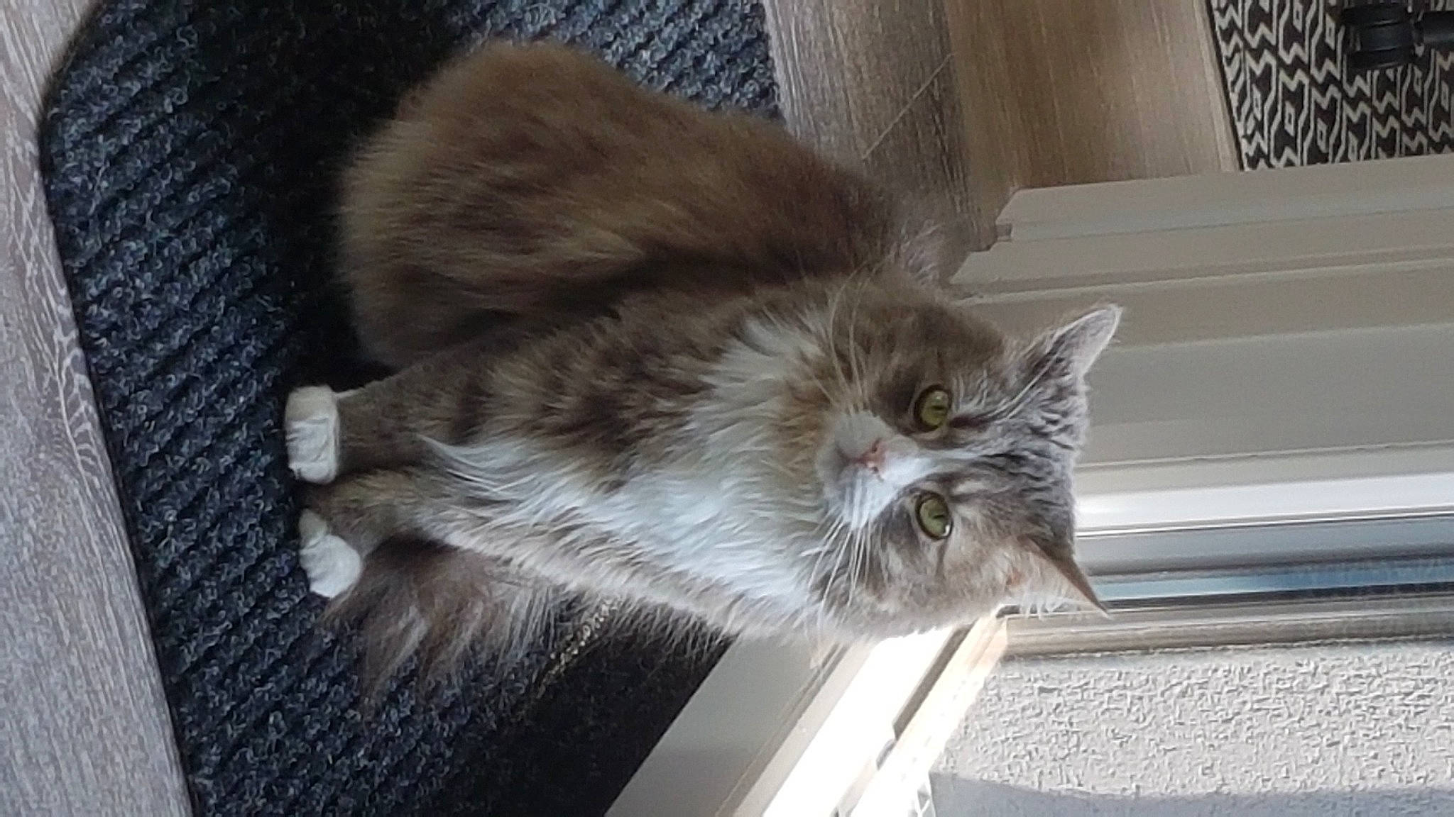 Irina a rejoint le concours — aidez-le/la à gagner de superbes lots ! box, british_longhair, carnivore, cat, claw, domestic_short_haired_cat, door, fawn, felidae, flooring, fur, grey, hardwood, paw, small_to_medium_sized_cats, snout, tail, whiskers, window, wood