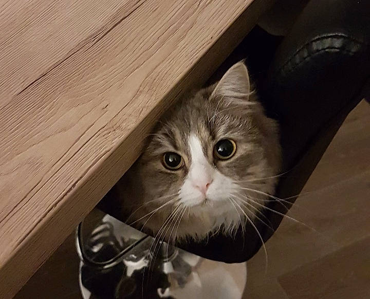 Irina a rejoint le concours — aidez-le/la à gagner de superbes lots ! box, cardboard, carnivore, cat, domestic_short_haired_cat, felidae, flooring, fur, hardwood, packaging_and_labeling, plank, plywood, small_to_medium_sized_cats, snout, whiskers, window, wood, wood_stain