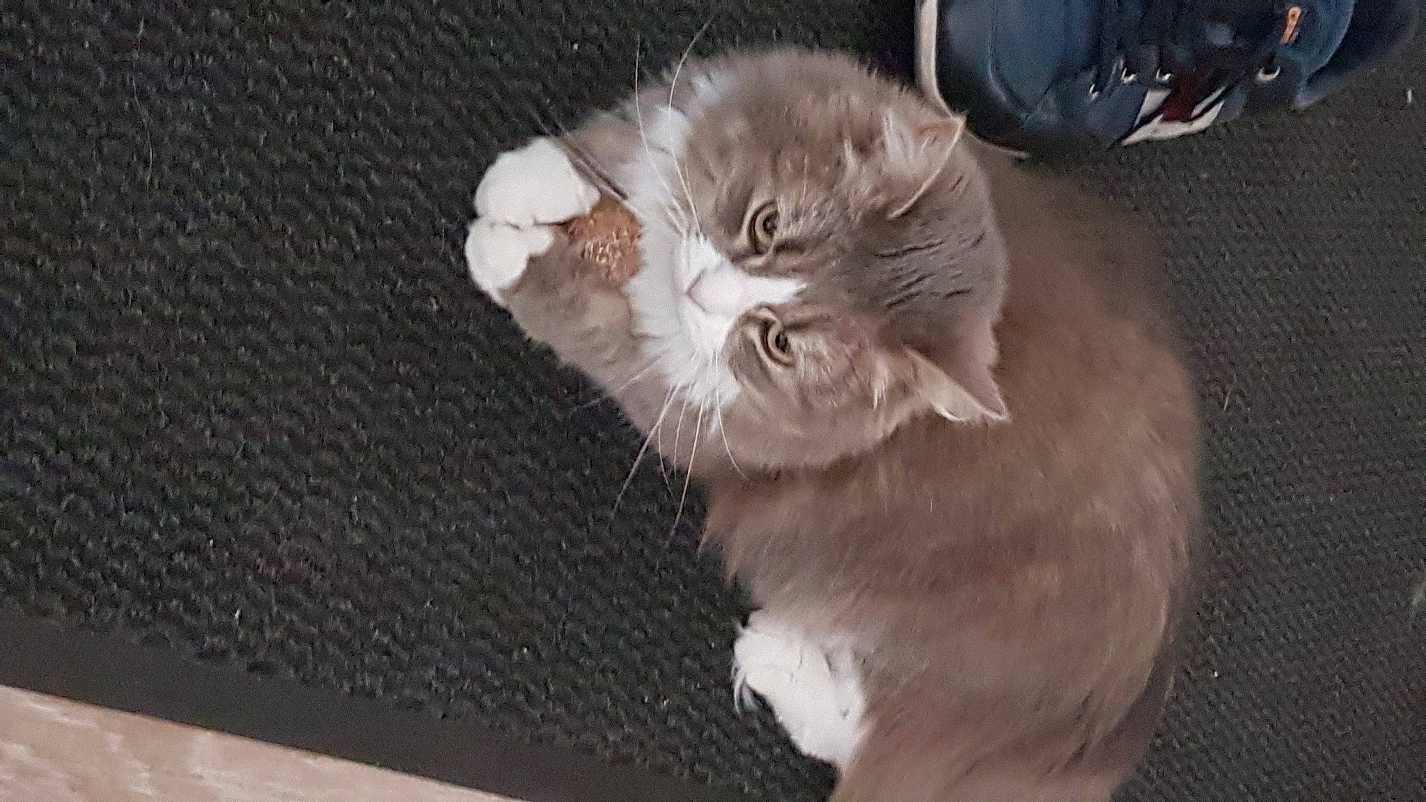 Irina participe au concours pour gagner de l'argent avec cette photo : carnivore, cat, claw, comfort, devon_rex, dog_breed, domestic_short_haired_cat, ear, fawn, felidae, fur, paw, plant, small_to_medium_sized_cats, snout, tail, terrestrial_animal, whiskers