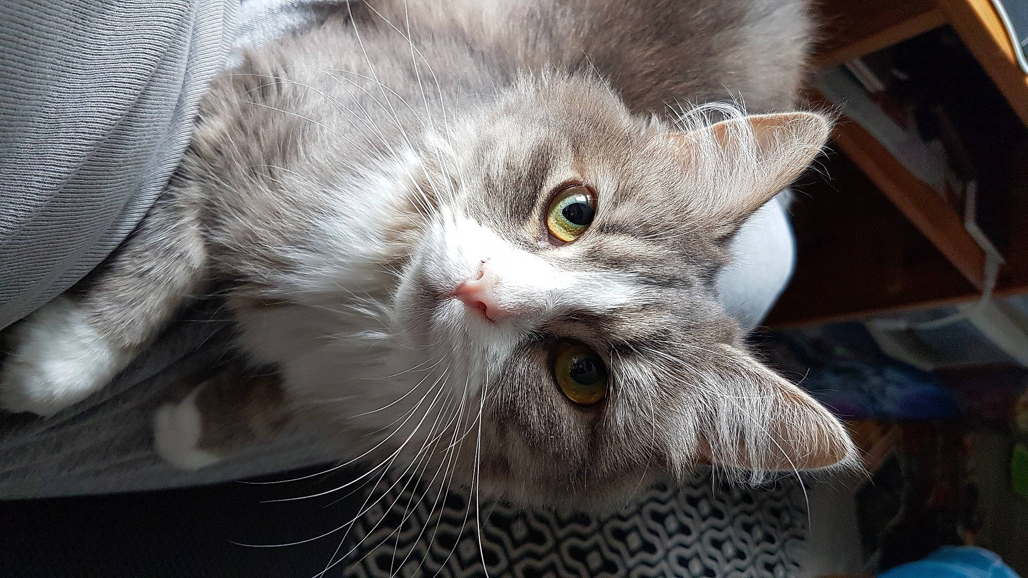 Irina participe au concours pour gagner de l'argent avec cette photo : carnivore, cat, domestic_short_haired_cat, felidae, fur, iris, paw, plant, small_to_medium_sized_cats, snout, terrestrial_animal, whiskers