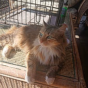 Pretty Girl joined the competition — help win amazing prizes! cage, cat, close_up, feline, fluffy, glass_surface, green_bottle, green_eyes, indoor, paw, pet, pet_cage, portrait, rattan, relaxed, sunlight, upholstery, whiskers, wicker_furniture, wicker_table