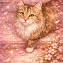Pretty Girl joined the competition — help win amazing prizes! bokeh, cat, cherry_blossoms, digital_art, dreamy, floral, fluffy, fur, green_eyes, illustration, long_hair, pastel, paw, petals, pink, portrait, sitting, stairs, tabby_cat, whiskers