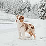 Vania a rejoint le concours — aidez-le/la à gagner de superbes lots ! dog, puppy, snow, winter, outdoor, animal, fur, pet, nature, forest, cold, cute, adorable, landscape, white, background, standing, mammal, young, playful