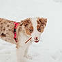 dog, puppy, snow, outdoor, animal, pet, playful, red_harness, winter, cute, fur, canine, nature, young_dog, stick, white_snow, adorable, fluffy, nose, background_blur