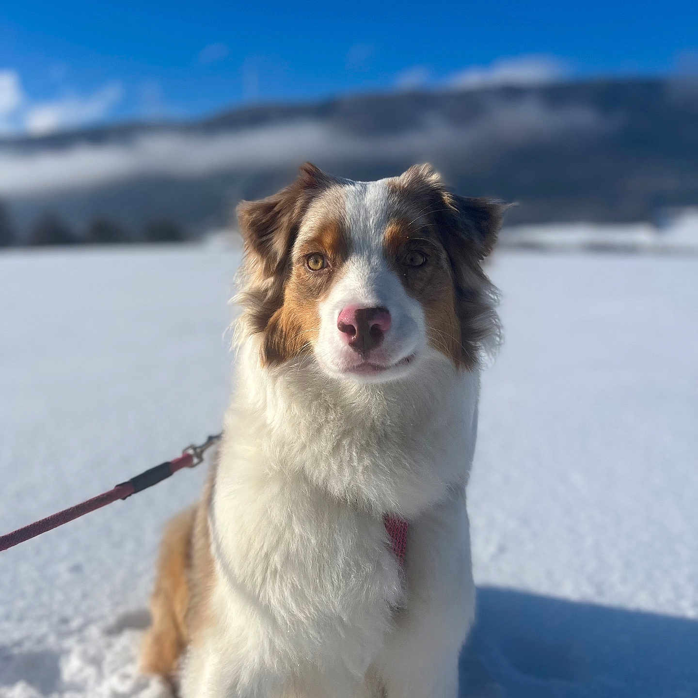 Vania a rejoint le concours — aidez-le/la à gagner de superbes lots ! adventure, animal, blue_sky, canine, cold, cute, daylight, dog, fluffy, fur, leash, mountain, nature, outdoor, pet, portrait, sky, snow, walking, winter