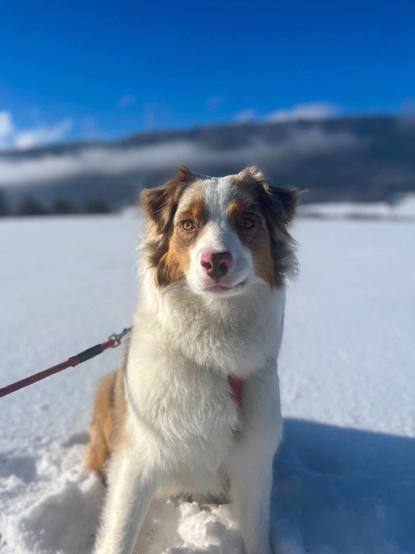 Vania a rejoint le concours — aidez-le/la à gagner de superbes lots ! dog, snow, outdoor, leash, blue_sky, mountain, fluffy, pet, winter, canine, nature, animal, walking, fur, daylight, cute, portrait, cold, adventure, sky