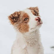 Vania participe au concours pour gagner de l'argent avec cette photo : dog, puppy, snow, fur, outdoor, animal, cute, pet, winter, white, brown, fluffy, portrait, looking_up, nature, young_dog, adorable, cold, frozen, soft_light
