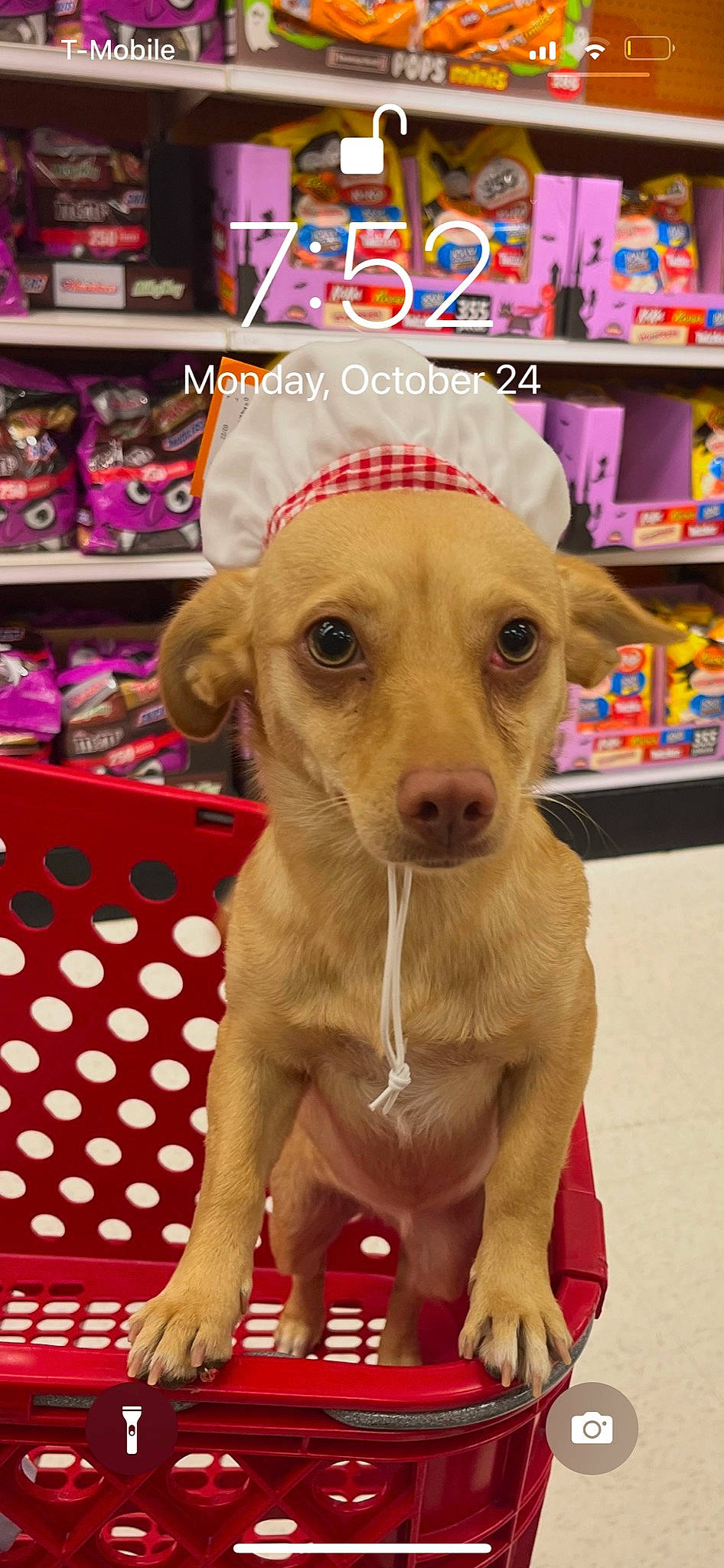 Cupcake joined the competition — help win amazing prizes! canidae, carnivore, collar, companion_dog, dog, dog_breed, dog_supply, fashion_accessory, fawn, flooring, fur, pet_supply, retail, shelf, shelving, snout, sporting_group, toy, whiskers, working_animal