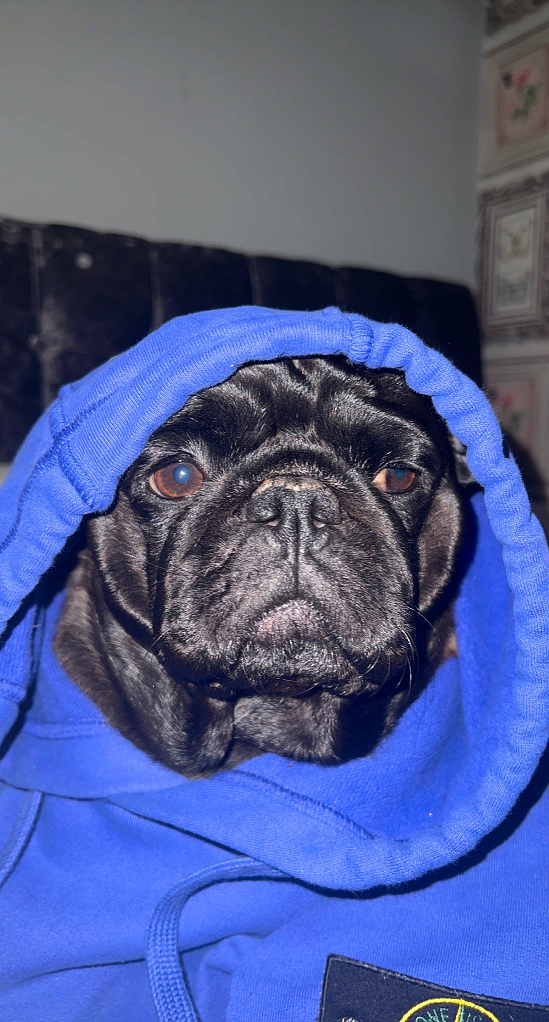 Willie is registered to the contest to win money with this photo: ancient_dog_breeds, canidae, carnivore, companion_dog, dog, dog_breed, electric_blue, fawn, non_sporting_group, old_english_bulldog, pug, puppy, snout, sporting_group, terrestrial_animal, toy_dog, whiskers, working_animal, working_dog, wrinkle