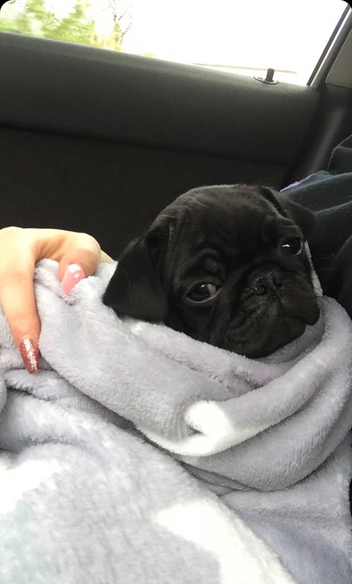 Willie joined the competition — help win amazing prizes! canidae, carnivore, comfort, companion_dog, dog, dog_breed, fawn, fur, gesture, linens, nail, non_sporting_group, pug, sitting, snout, sporting_group, toy_dog, whiskers, working_animal, wrinkle