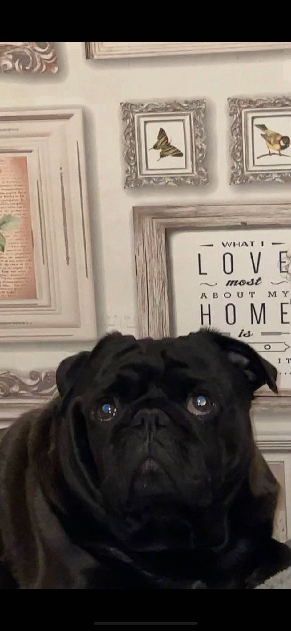 Willie joined the competition — help win amazing prizes! art, black, canidae, carnivore, companion_dog, dog, dog_breed, door, fawn, photograph, picture_frame, pug, room, snout, sporting_group, toy_dog, whiskers, white, working_animal, wrinkle
