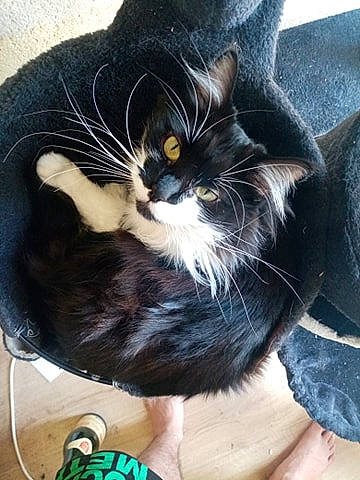 Bobine participe au concours pour gagner de l'argent avec cette photo : black_cat, carnivore, cat, claw, domestic_short_haired_cat, european_shorthair, felidae, fur, kitten, polydactyl_cat, small_to_medium_sized_cats, whiskers