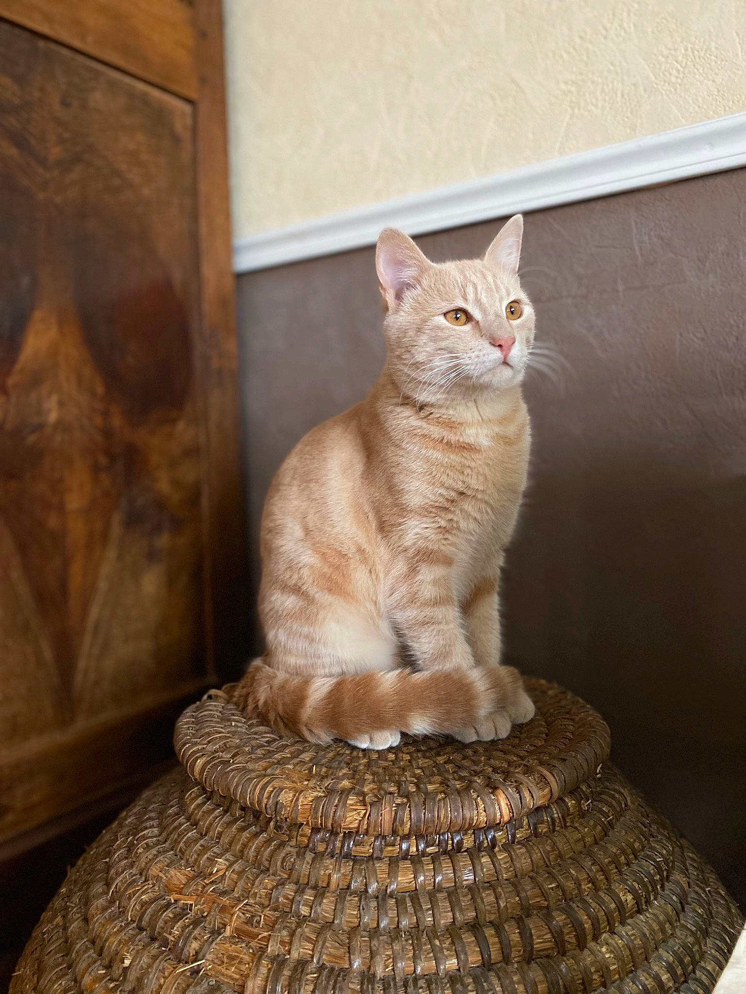 Bastet participe au concours pour gagner de l'argent avec cette photo : art, artifact, carnivore, cat, cat_furniture, cat_supply, domestic_short_haired_cat, fawn, felidae, flooring, fur, metal, paw, sculpture, sitting, small_to_medium_sized_cats, tail, whiskers, window, wood