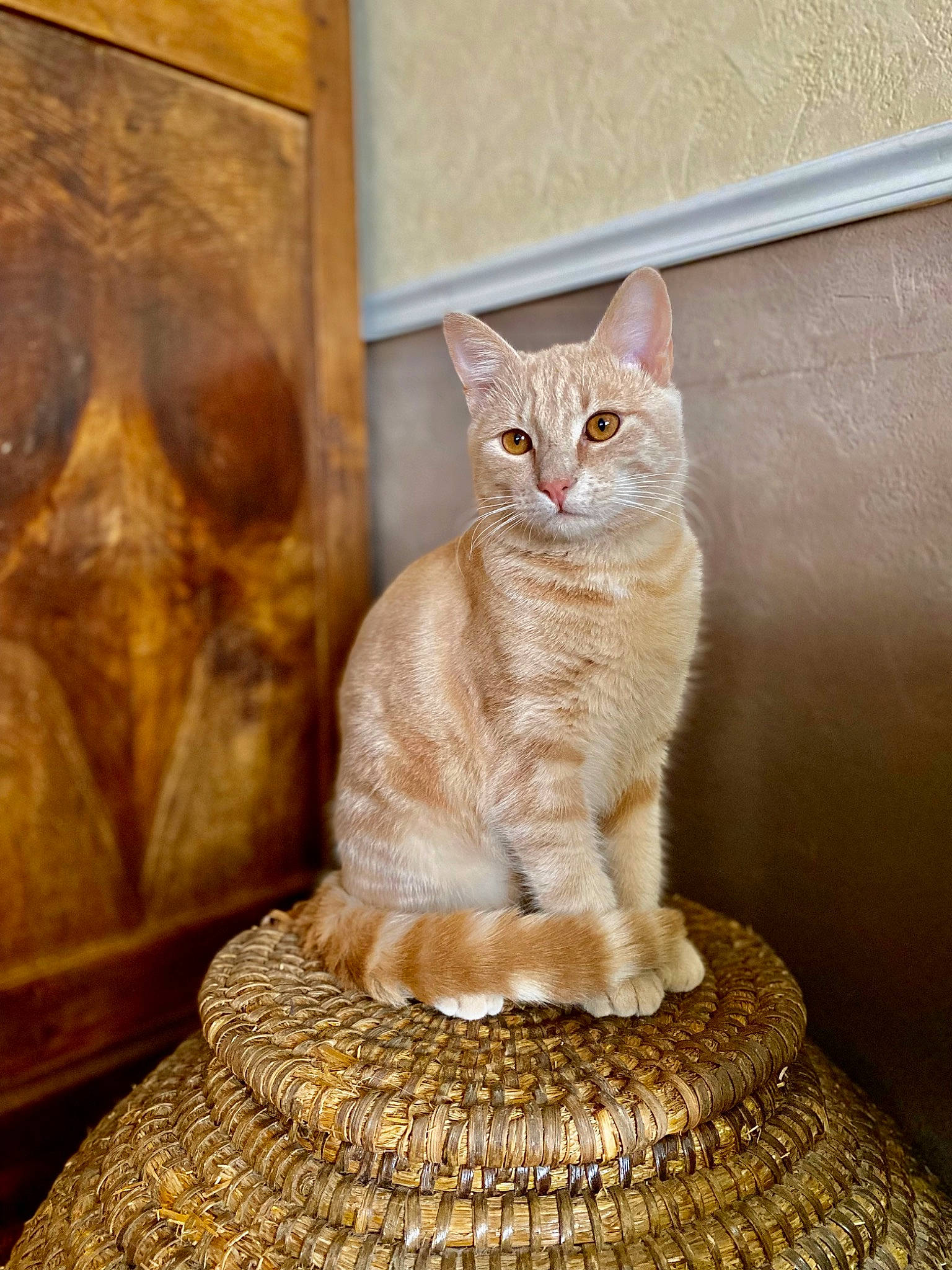 Bastet a rejoint le concours — aidez-le/la à gagner de superbes lots ! art, artifact, carnivore, cat, ceramic, domestic_short_haired_cat, fawn, felidae, flooring, fur, pet_supply, sculpture, sitting, small_to_medium_sized_cats, tail, visual_arts, whiskers, window, wood