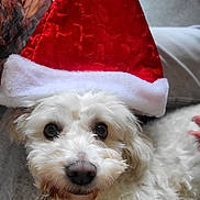 Poppy a rejoint le concours — aidez-le/la à gagner de superbes lots ! animal, canine, casual, christmas, closeup, cozy, cute, denim, dog, festive, fluffy, holiday, indoors, looking_up, pet, portrait, resting, santa_hat, soft_texture, white_dog