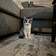 Taco is registered to the contest to win money with this photo: animal, carpet, cat, couch, cozy, curious, cute, domestic, fluffy, furniture, gray, home, indoor, kitten, living_room, pet, sitting, small, white, young