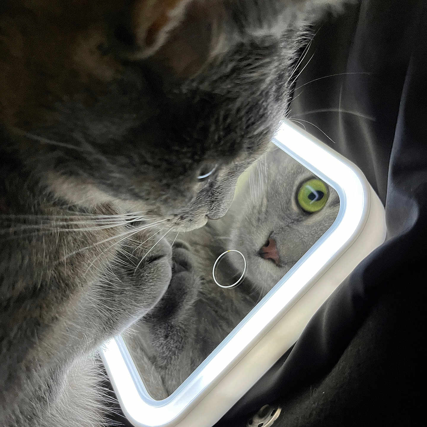 Akina a rejoint le concours — aidez-le/la à gagner de superbes lots ! animal, black_background, cat, closeup, cozy, curious, cute, feline, gray_cat, green_eyes, illuminated, indoor, light_frame, mirror, paw, pet, portrait, reflection, soft_fur, whiskers