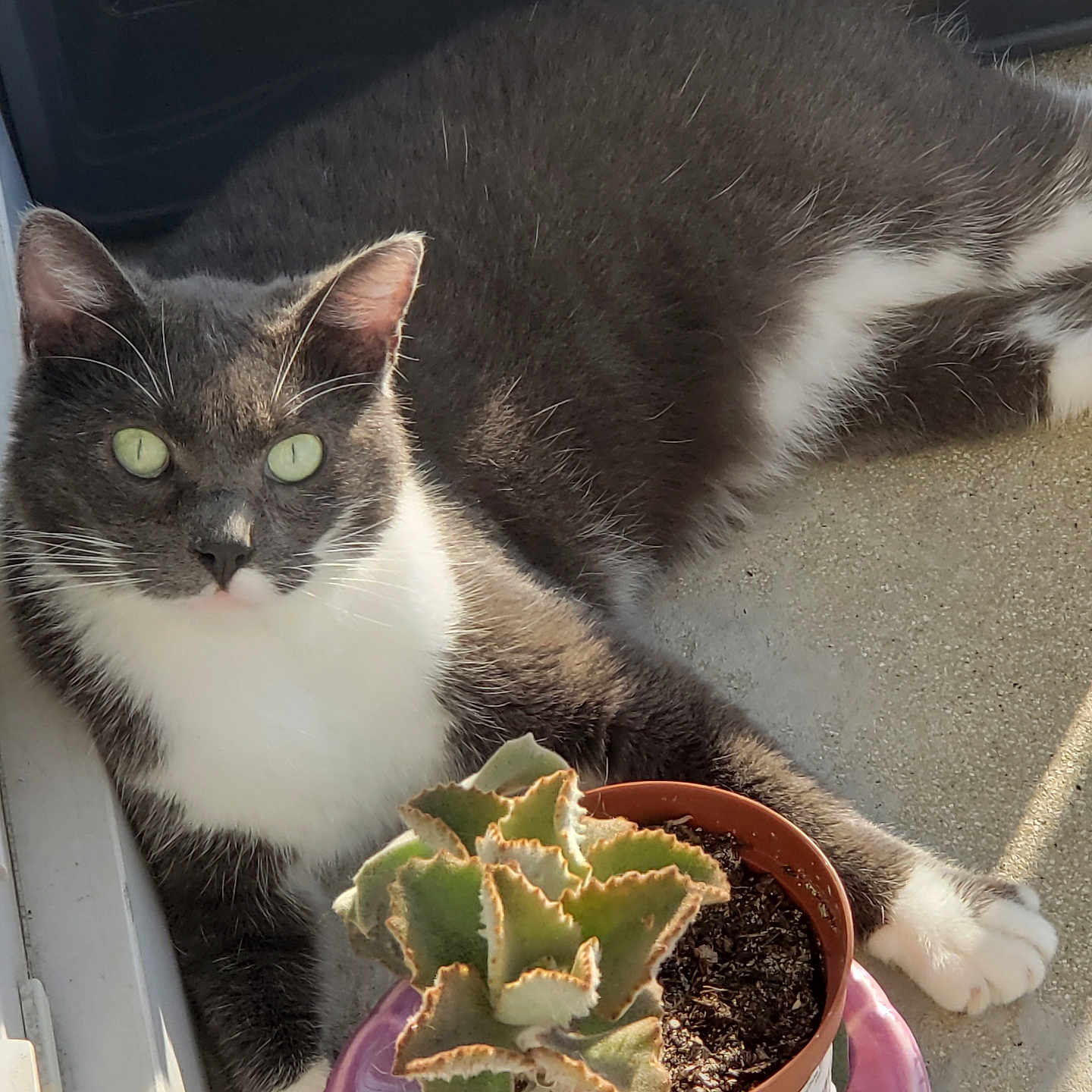 Trésor participe au concours pour gagner de l'argent avec cette photo : abyssinian, aloe, animal, bowl, cat, cookware, flower, herbal, herbs, jar, kitten, manx, pet, plant, planter, pot, pottedplant, pottery, soil, vase