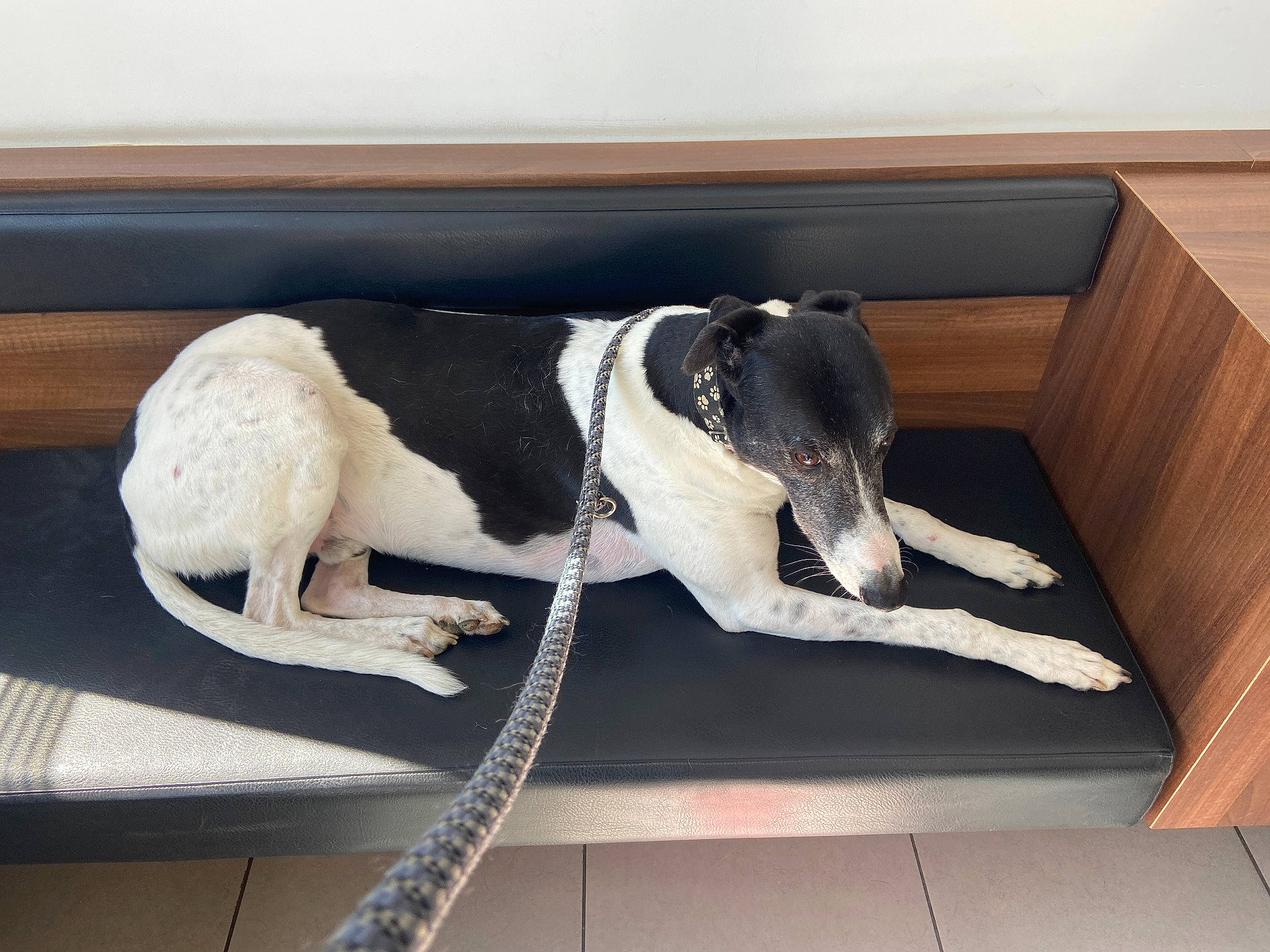 Inaï a rejoint le concours — aidez-le/la à gagner de superbes lots ! auto_part, automotive_design, automotive_exterior, canidae, carnivore, comfort, companion_dog, dog, dog_breed, fawn, gun_dog, luxury_vehicle, mammal, pet_supply, rectangle, sporting_group, tail, vehicle_door, wood, working_animal