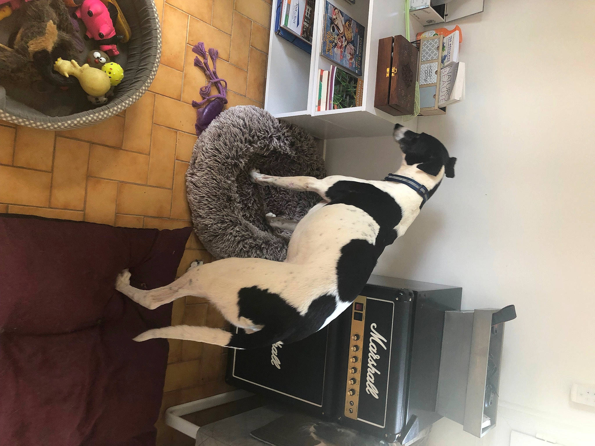 Inaï a rejoint le concours — aidez-le/la à gagner de superbes lots ! art, book, bookcase, chair, comfort, companion_dog, floor, flooring, fur, interior_design, living_room, picture_frame, publication, room, shelf, shelving, stuffed_toy, tail, visual_arts, wood