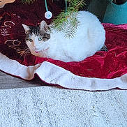 Dream is registered to the contest to win money with this photo: cat, christmas_tree, ornament, red_tree_skirt, white_cat, tabby_cat, indoor, carpet, holiday, decor, greenery, pet, relaxed, festive, floor, tree_branch, feline, cozy, domestic, celebration