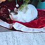 cat, christmas_tree, ornament, red_tree_skirt, white_cat, tabby_cat, indoor, carpet, holiday, decor, greenery, pet, relaxed, festive, floor, tree_branch, feline, cozy, domestic, celebration