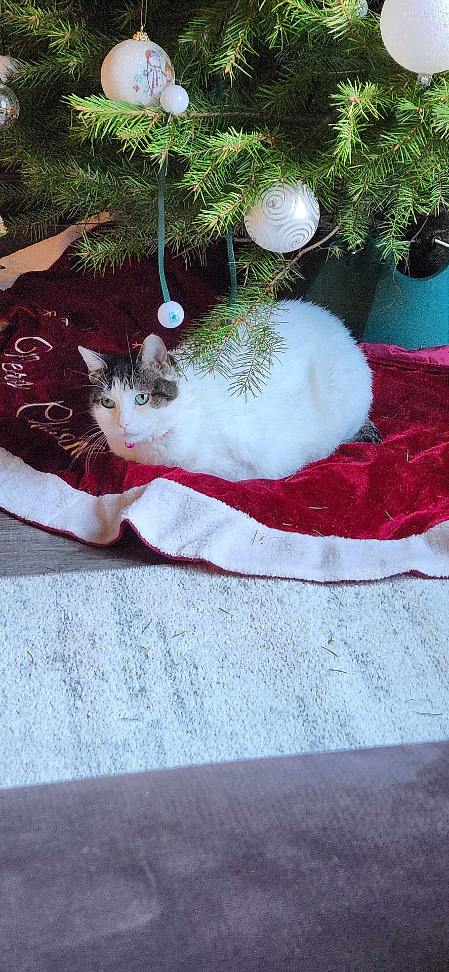 Dream is registered to the contest to win money with this photo: cat, christmas_tree, ornament, red_tree_skirt, white_cat, tabby_cat, indoor, carpet, holiday, decor, greenery, pet, relaxed, festive, floor, tree_branch, feline, cozy, domestic, celebration