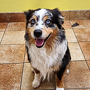 Teddy is registered to the contest to win money with this photo: dog, happy, blue_eyes, sitting, tile_floor, yellow_wall, fluffy, indoor, pet, smiling, fur, canine, animal, portrait, looking_up, cute, friendly, tricolor, domestic_animal, ears