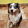 dog, happy, blue_eyes, sitting, tile_floor, yellow_wall, fluffy, indoor, pet, smiling, fur, canine, animal, portrait, looking_up, cute, friendly, tricolor, domestic_animal, ears