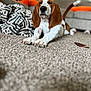 basset_hound, puppy, dog, carpet, blanket, sofa, pillow, orange_pillow, jack_o_lantern, indoor, living_room, pet, stretching, cute, animal, fur, ears, snout, home, cozy