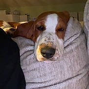 Copper is registered to the contest to win money with this photo: dog, blanket, cozy, indoor, resting, sleepy, brown_and_white, snuggled, soft_texture, face, animal, pet, relaxed, fur, comfort, couch, home, portrait, closeup, warm
