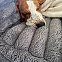 Copper joined the competition — help win amazing prizes! animal, blanket, brown, closeup, comfort, cozy, cute, dog, fur, furry, indoor, napping, pet, relaxed, resting, sleeping, snuggled, soft, warm, white