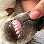 Copper is registered to the contest to win money with this photo: animal, casual, close_up, dog, fur, human_hand, indoor, light, mouth, nose, paw, pet, pink_gums, relaxed, resting, skin, snout, tattoo, teeth, whiskers
