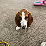 Copper is registered to the contest to win money with this photo: dog, basset_hound, puppy, carpet, toys, shoe, floor, indoor, pet, animal, brown, white, ears, cute, looking_up, sad_eyes, domestic, young, playful, companion