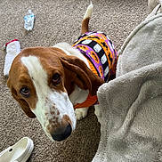 Copper joined the competition — help win amazing prizes! animal, basset_hound, blanket, brown_and_white, canine, carpet, costume, cozy, dog, domestic, ears, fur, halloween_sweater, household_items, indoor, looking_up, pet, tail, water_bottle, white_shoes