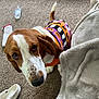 animal, basset_hound, blanket, brown_and_white, canine, carpet, costume, cozy, dog, domestic, ears, fur, halloween_sweater, household_items, indoor, looking_up, pet, tail, water_bottle, white_shoes