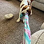 animal, brown_and_white, canine, carpet, carpeted_floor, chewing, couch, dog, fabric, fun, furniture, home, indoor, living_room, pet, playful, playing, tail, toy, tug_of_war