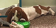 Copper is registered to the contest to win money with this photo: dog, basset_hound, carpet, mirror, indoor, toy, plush_toy, green_bowl, pet, lying_down, reflection, brown_and_white, floor, animal, domestic_animal, relaxed, home, cute, snout, ears