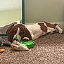 dog, basset_hound, carpet, mirror, indoor, toy, plush_toy, green_bowl, pet, lying_down, reflection, brown_and_white, floor, animal, domestic_animal, relaxed, home, cute, snout, ears