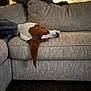 dog, couch, indoor, resting, sleeping, pet, fur, ear, beige, comfort, relaxation, furniture, home, cozy, animal, long_ear, domestic_animal, laying_down, quiet, soft