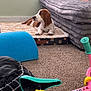 Copper joined the competition — help win amazing prizes! basset_hound, dog, puppy, pet_bed, carpet, balance_bike, pink_bike, blue_foam_roller, gray_couch, person_legs, indoor, home, toy, floor, relaxing, cute, animal, domestic_animal, furniture, resting