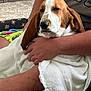 dog, basset_hound, towel, person, arm, hand, carpet, toy, shorts, sitting, indoor, brown_and_white, pet, resting, cozy, furry, snuggling, relaxed, home, animal