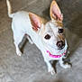 Snowflake is registered to the contest to win money with this photo: dog, small_dog, pet, animal, ears, collar, pink, brown_eyes, looking_up, floor, indoor, cute, fur, canine, closeup, standing, domestic_animal, companion, friendly, adorable