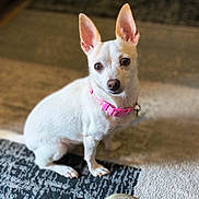 Snowflake joined the competition — help win amazing prizes! dog, small_dog, white_dog, pet, indoor, carpet, footwear, clog, pink_collar, animal, cute, sitting, ears_up, toy, floor, home, looking, domestic_animal, companion, closeup